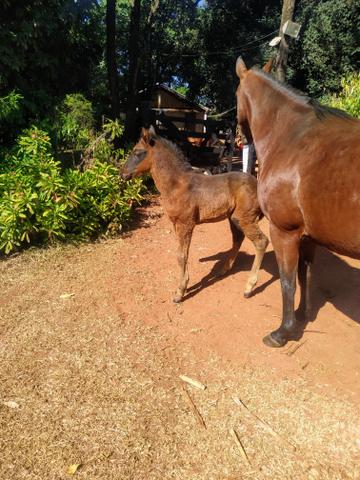 Vendo ou troco - Foto 2