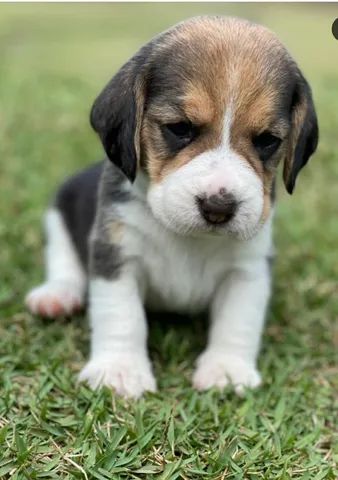  Lindos filhotes da raça - Beagles  - Foto 3