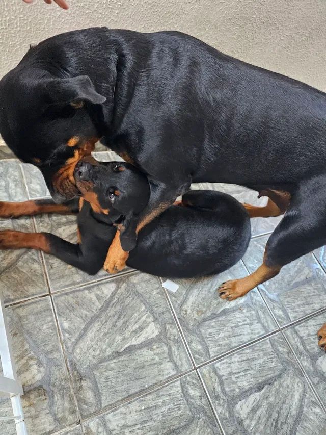 Hottweiler - Foto 2