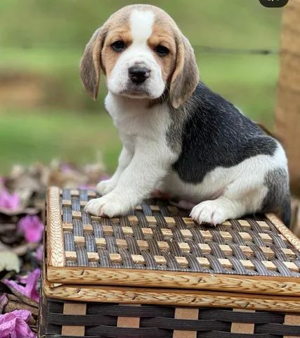 Amores de Filhotes Beagles Inglês  - Foto 5