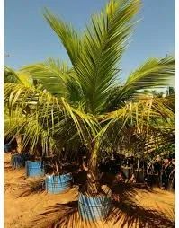 mudas de coco  anão  tamanho medio 2 metros - Foto 2