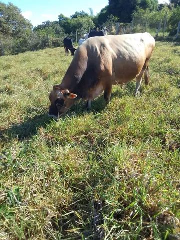 Touro Gigante Jersey Reprodutor PO