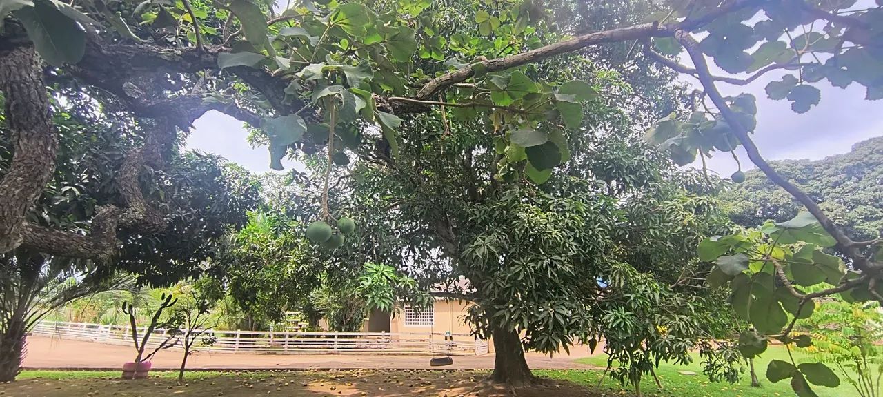 Sítio na ponte alta Sul ao lado do clube caiçara. - Foto 3