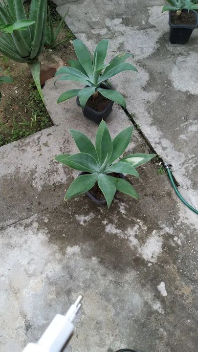 Agave do dragão  - Foto 5