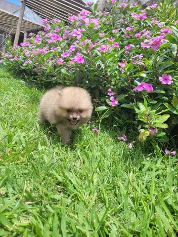 Spitz Alemão ( Pomerânia) Anão macho - Pedigree CBKC - 12x sem juros - envio incluso - Foto 5