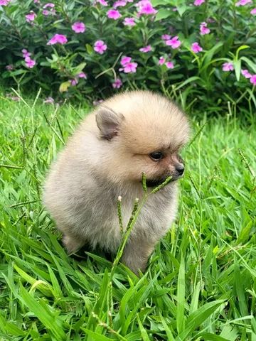 Spitz Alemão ( Pomerânia) Anão macho - Pedigree CBKC - 12x sem juros - envio incluso - Foto 2