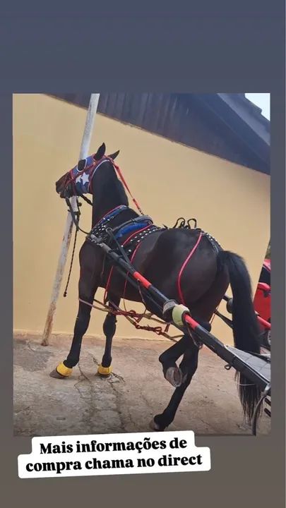 cavalo american trotter 8 anos