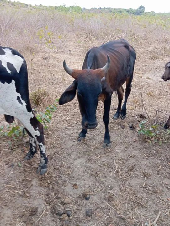 Novilhas, Vacas, Boi e bezerros - Foto 4