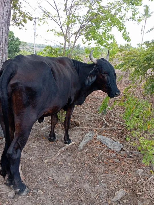 Novilhas, Vacas, Boi e bezerros - Foto 5