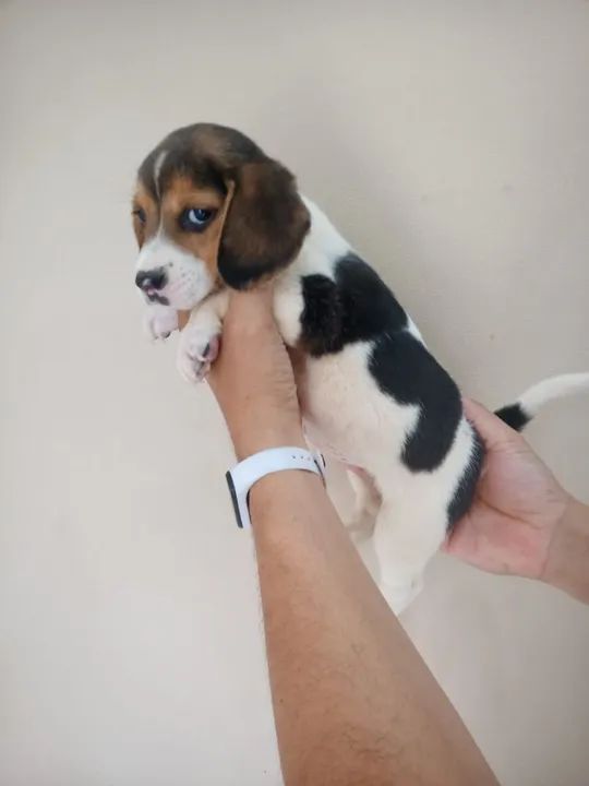 Beagle - Foto 5