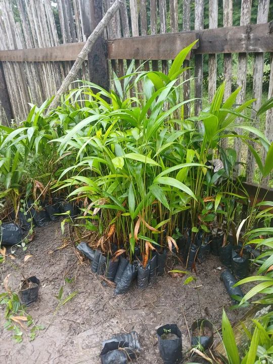 Vendo mudas de açaí  pai  deegoa