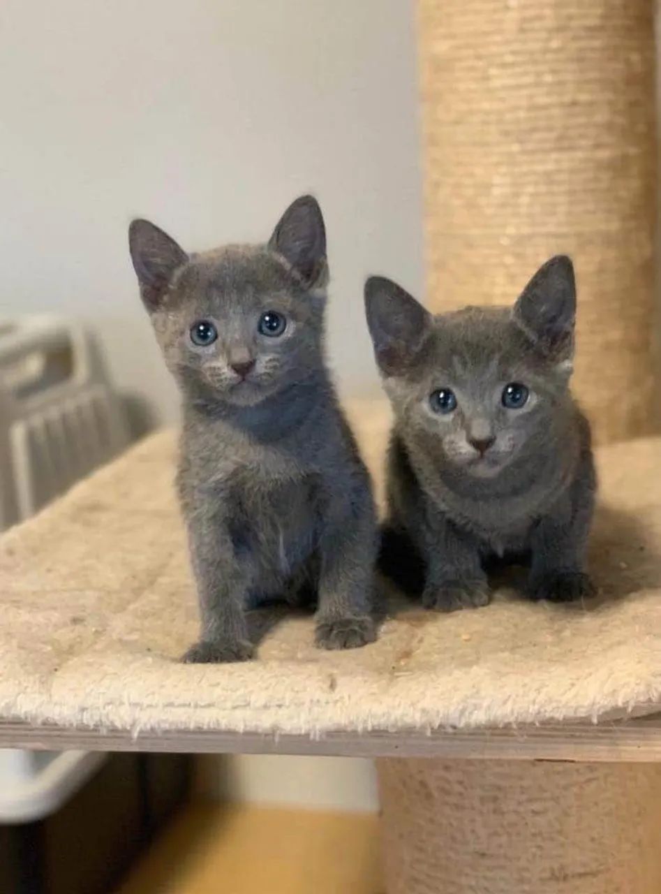 Russian Blue filhotes 2 meses  - Foto 2