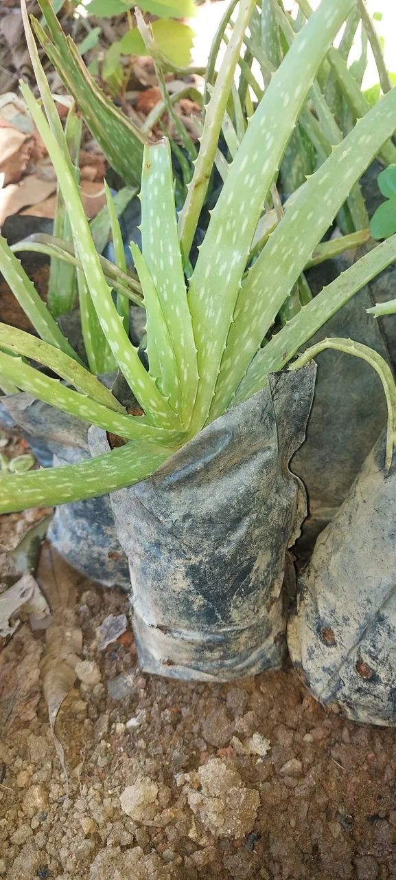 Babosa Aloe e Vera  - Foto 3