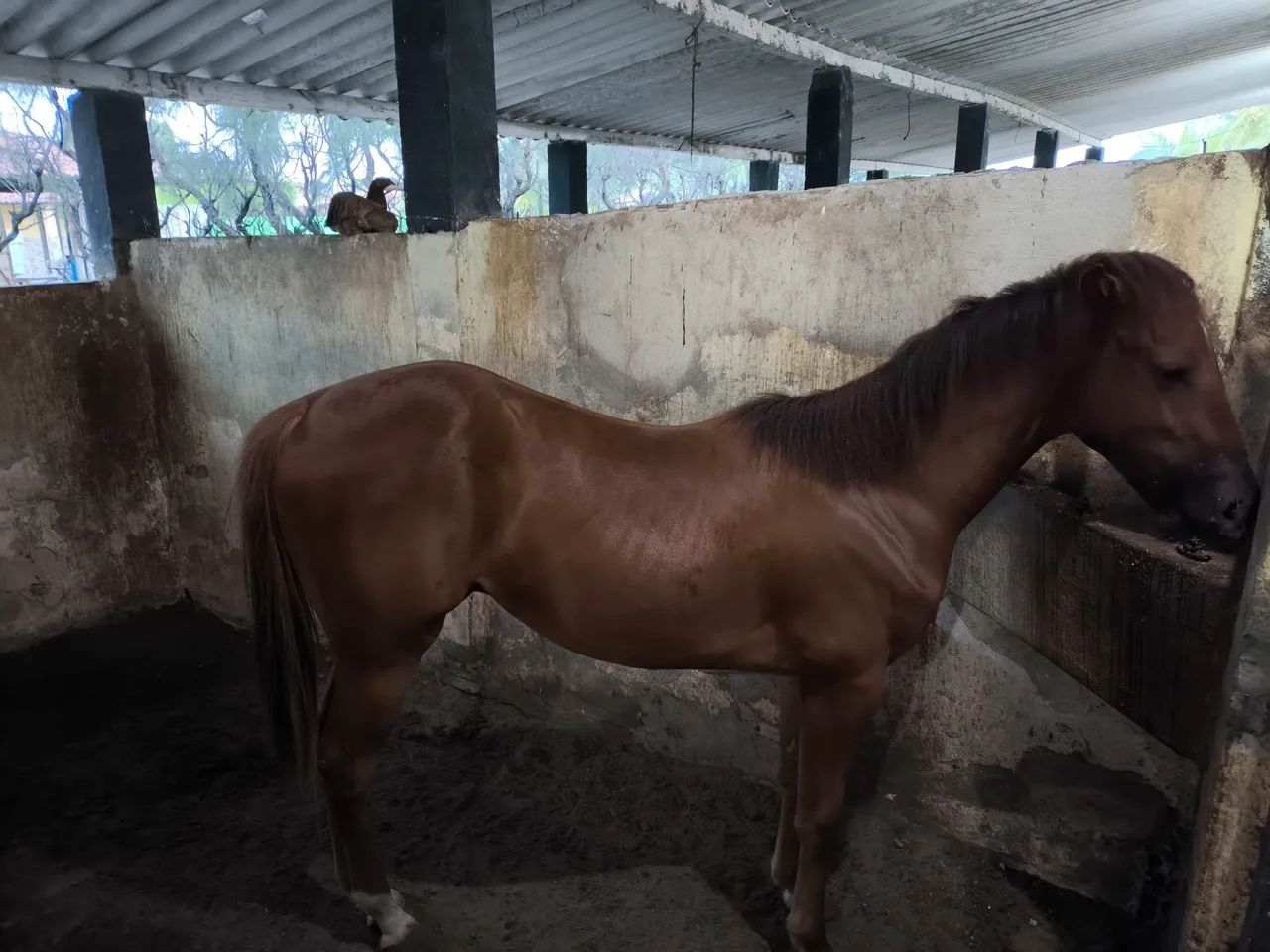 Poltro quarto de milha ,