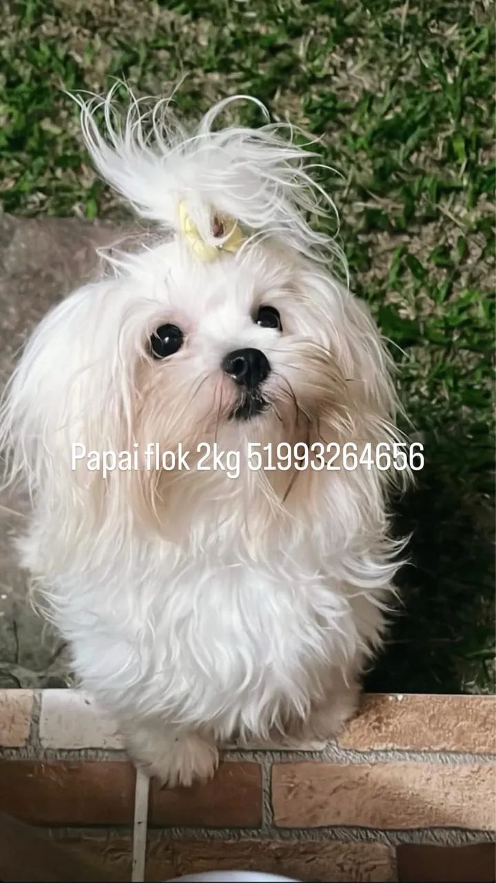 Vendo filhote de maltês último menino. - Foto 4