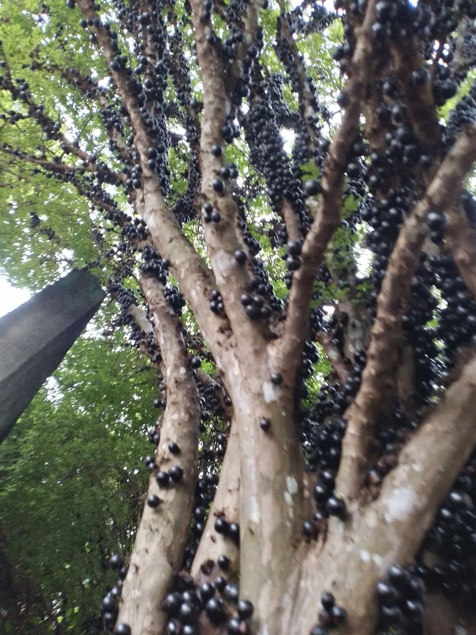  Jabuticaba - Produzindo Frutos - Foto 4