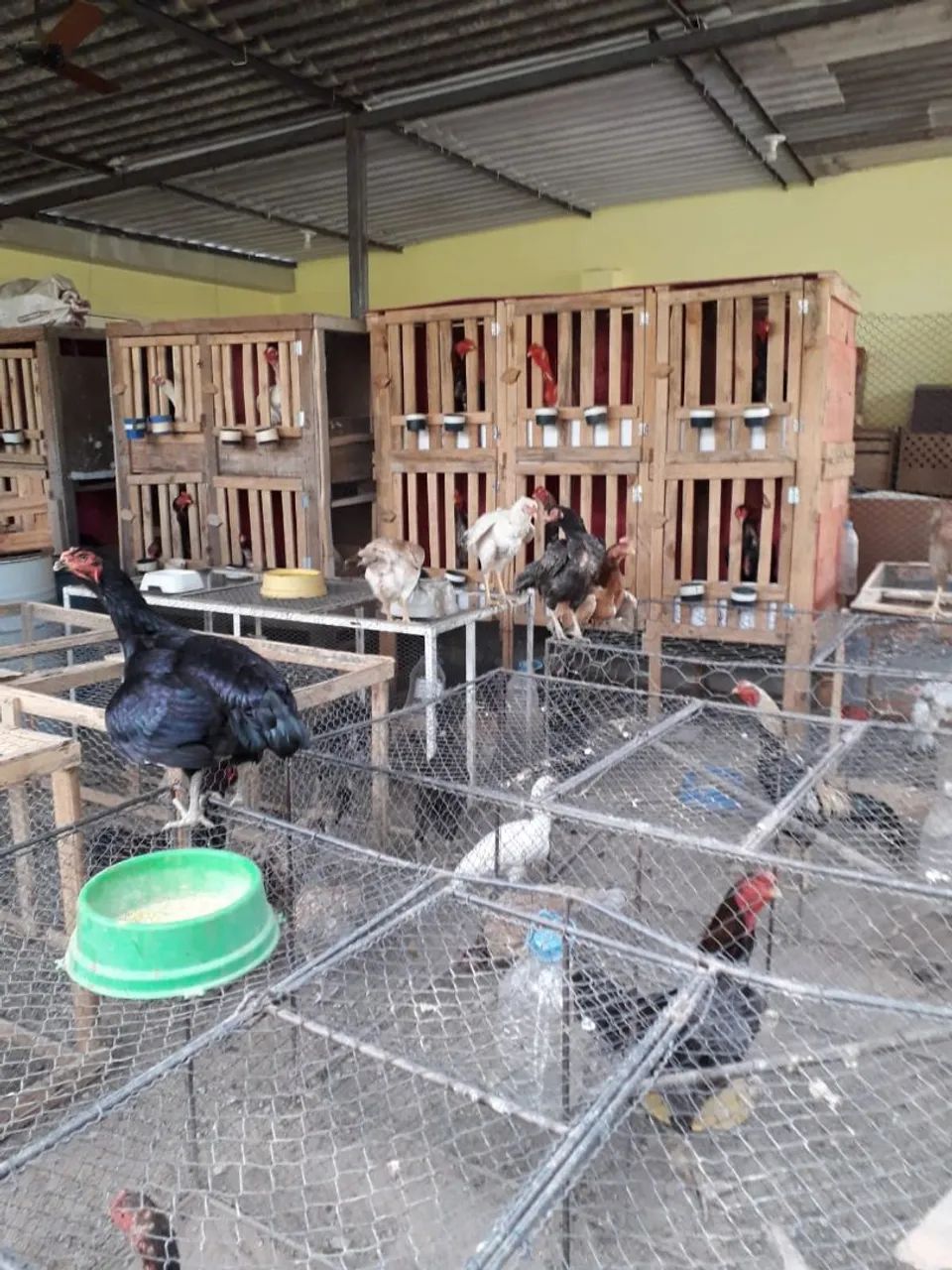 Passeadores para Galos  - Foto 3