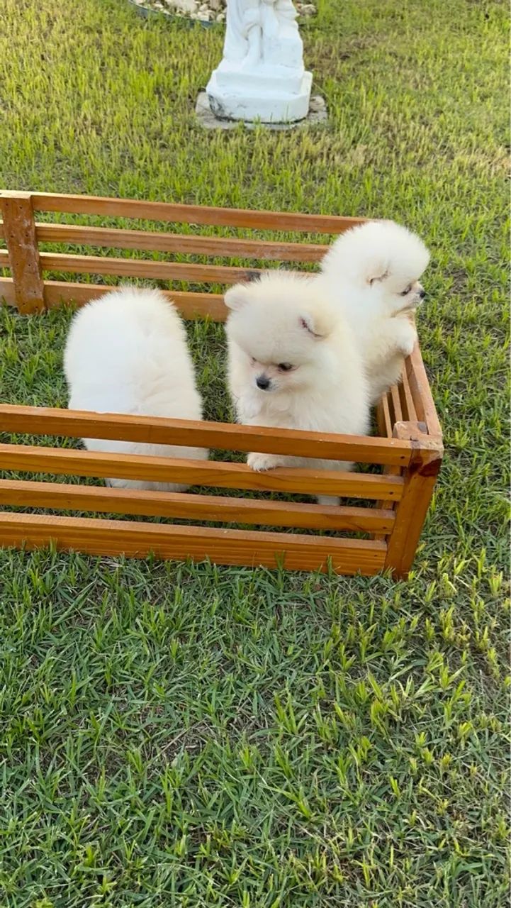 Dois filhotes machos de Spitz Alemão - Foto 3
