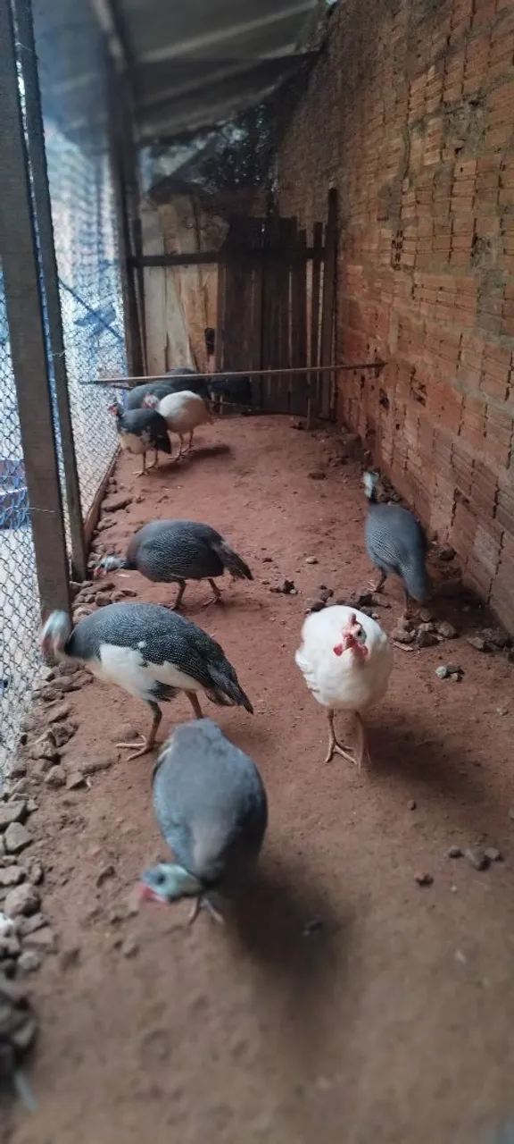 Catrai p venda