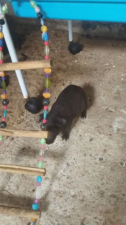 Porquinho da índia  - Foto 3