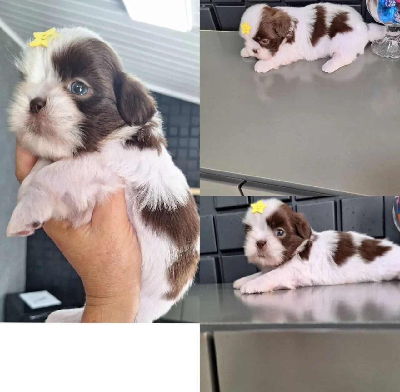 shih Tzu macho com uma dose de vacina importada e garantia de saúde 