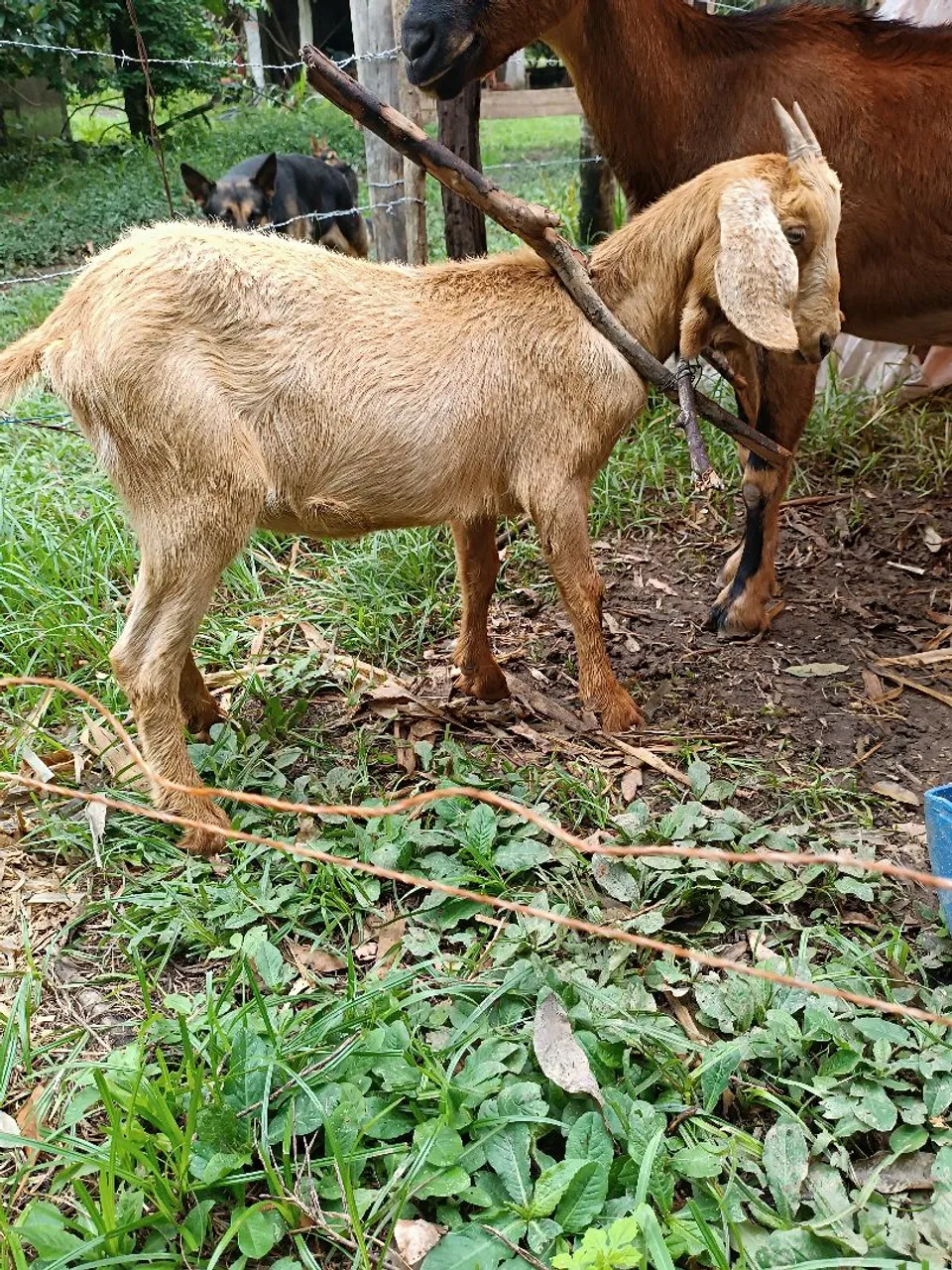 Cabrita