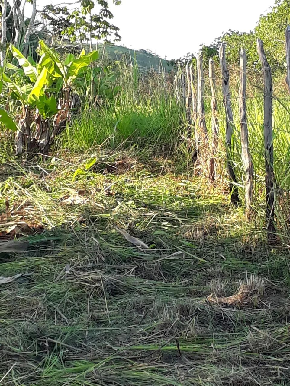 Vende se sítio  - Foto 2