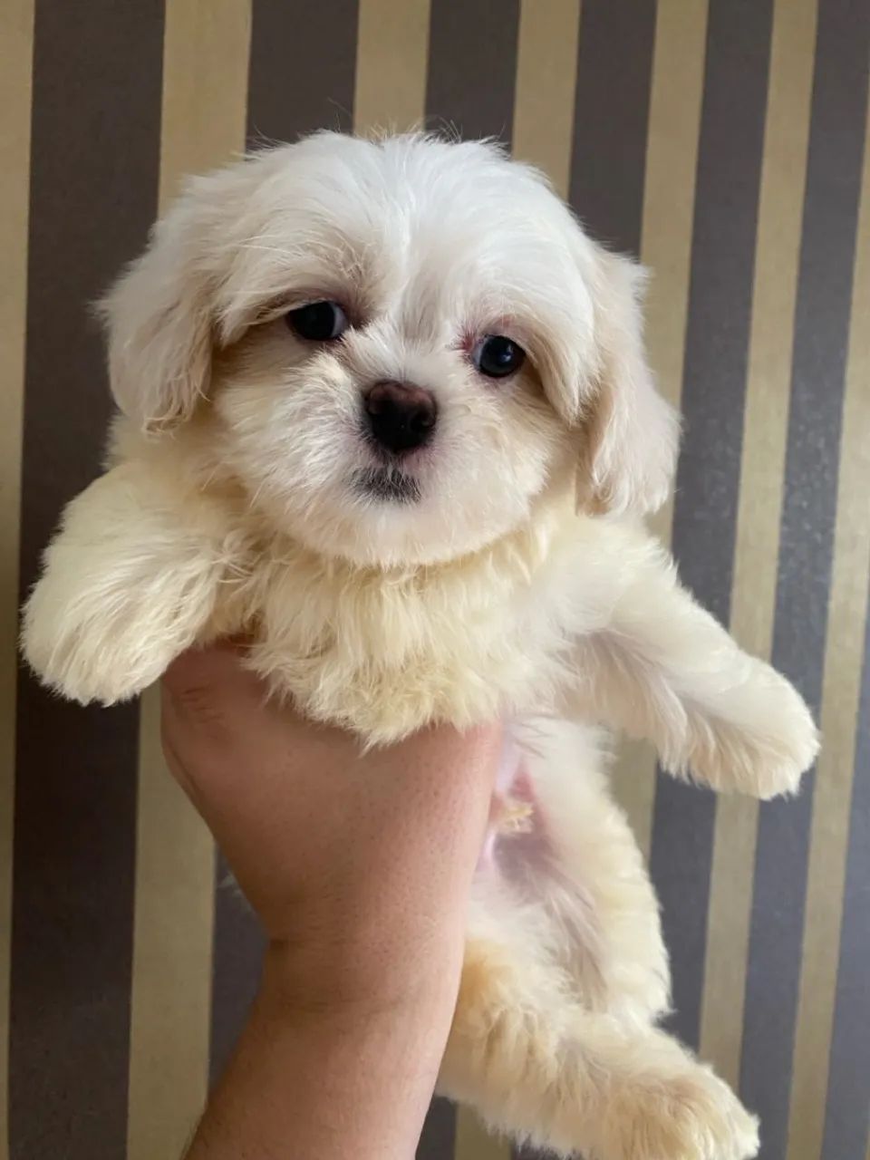 Filhote maltês - Pelúcia de 4 Patas