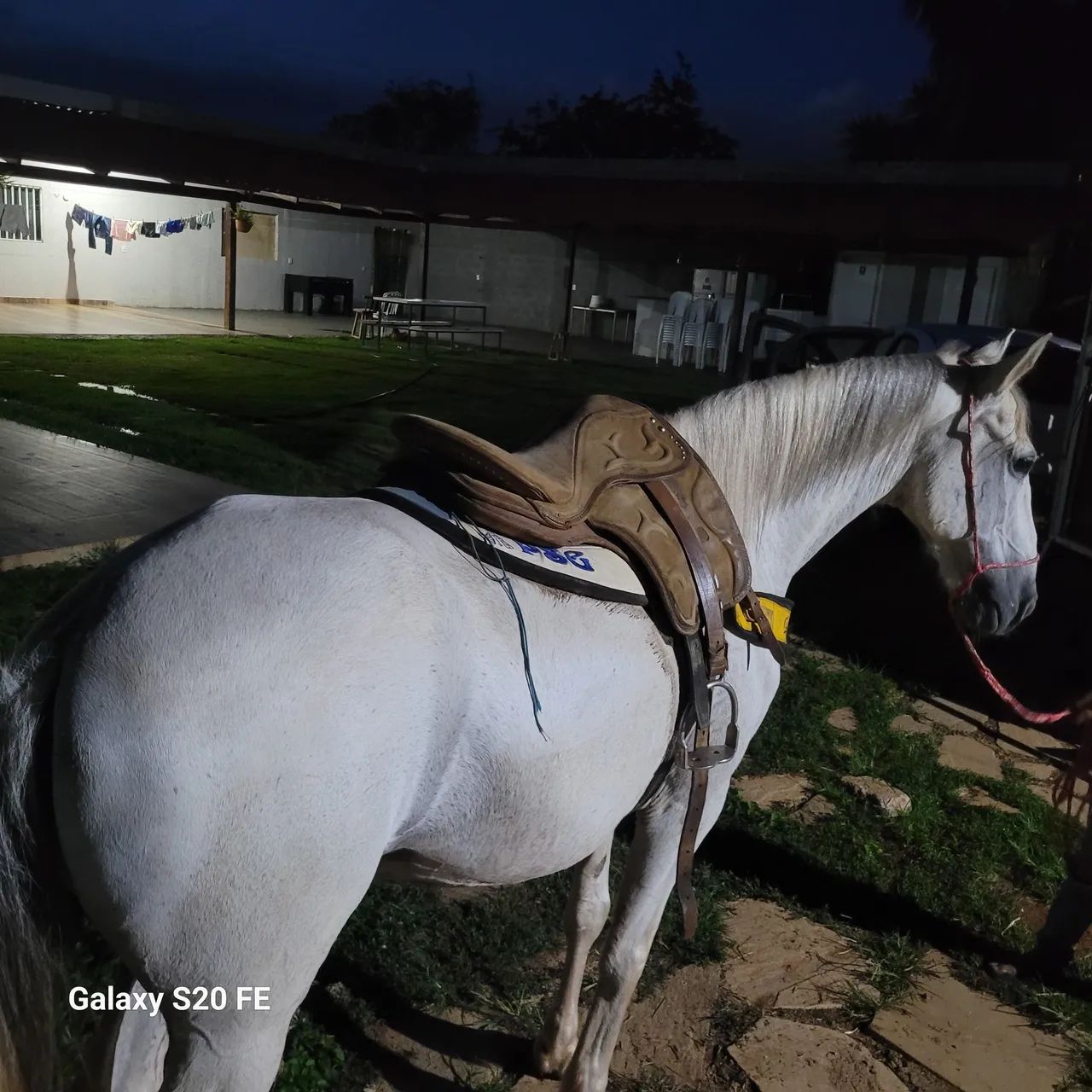 Cavalo de macha picada - Foto 2