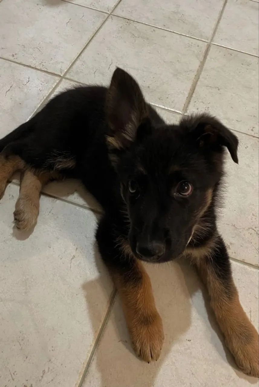 Filhotes de Pastor Almeão | Felicidade garantida com eles!