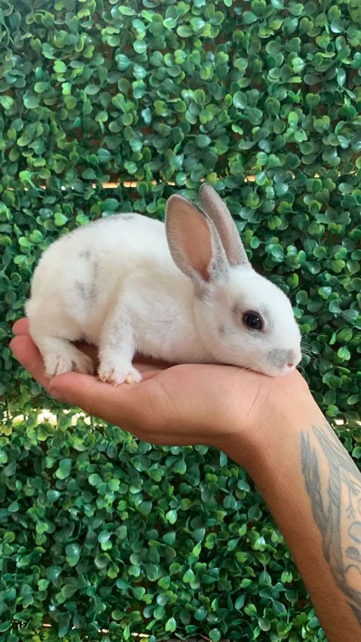 Coelhos filhotes  - Foto 5