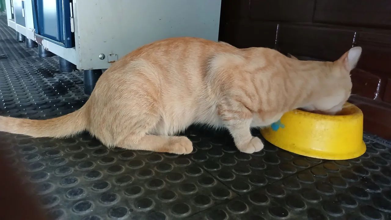 Gatinho laranja lindo para adoção  - Foto 5