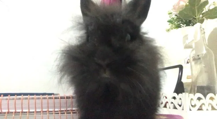 Coelhinho Preto da raça Lionhead