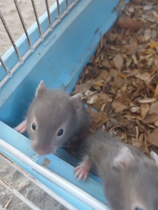 Hamster Disponível - Foto 2