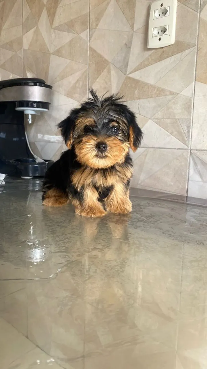 Filhote de Yorkshire Terrier