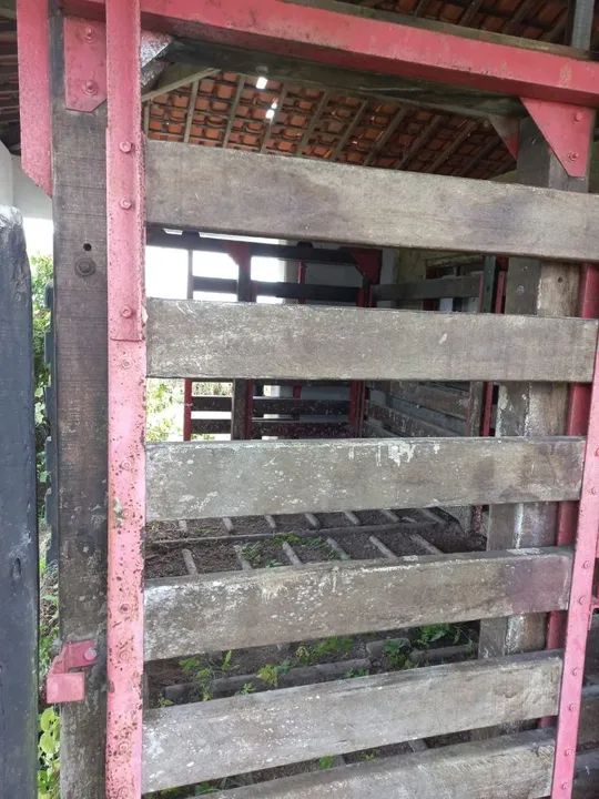 Balança bovina - Foto 4