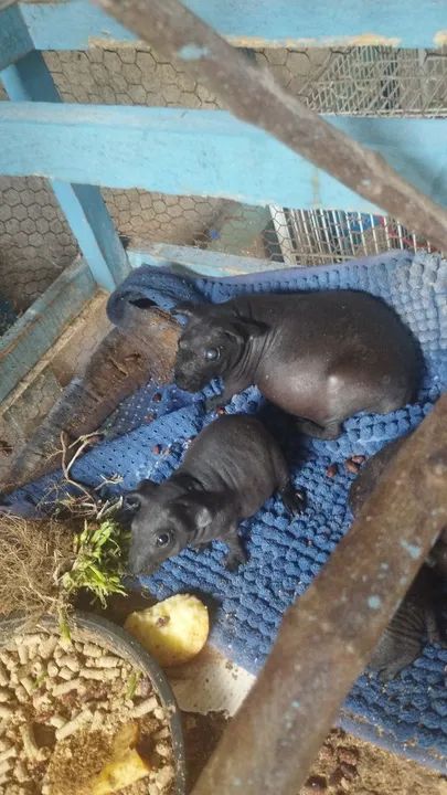 Porquinho da índia  - Foto 5