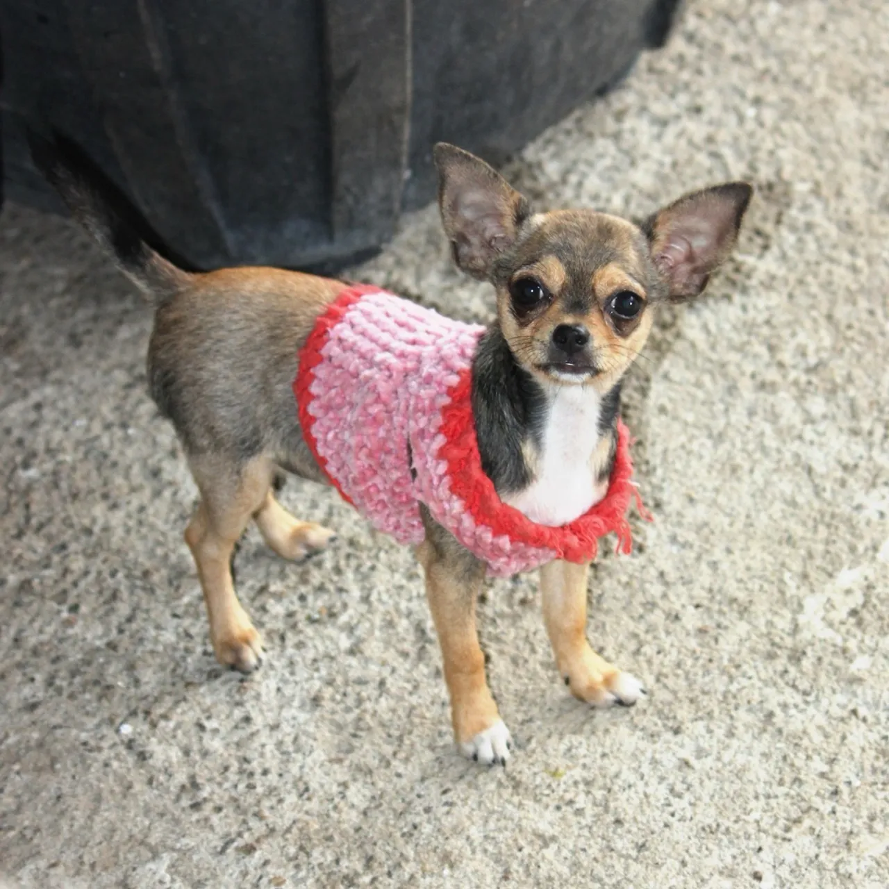 Chihuahua Fêmea muito pequena