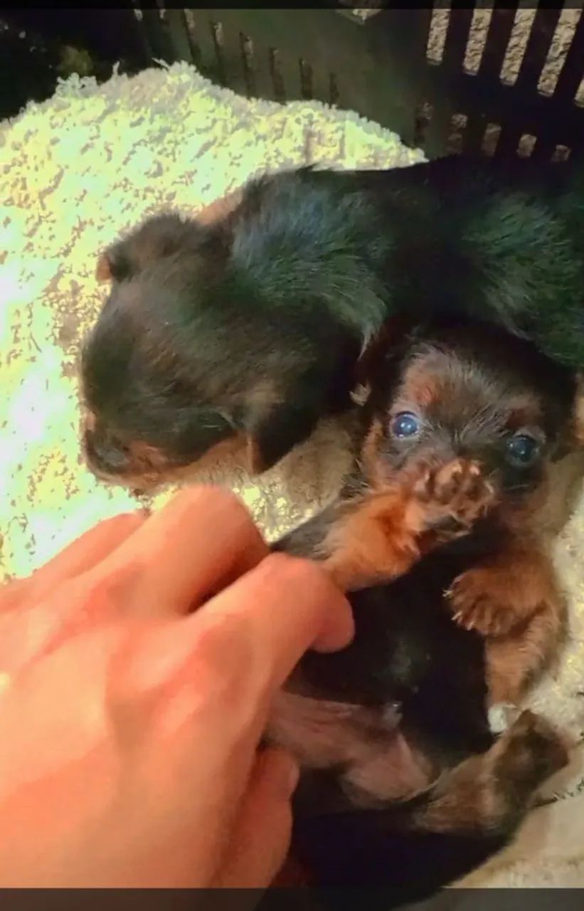 Filhote de Pinscher Miniatura - Foto 3