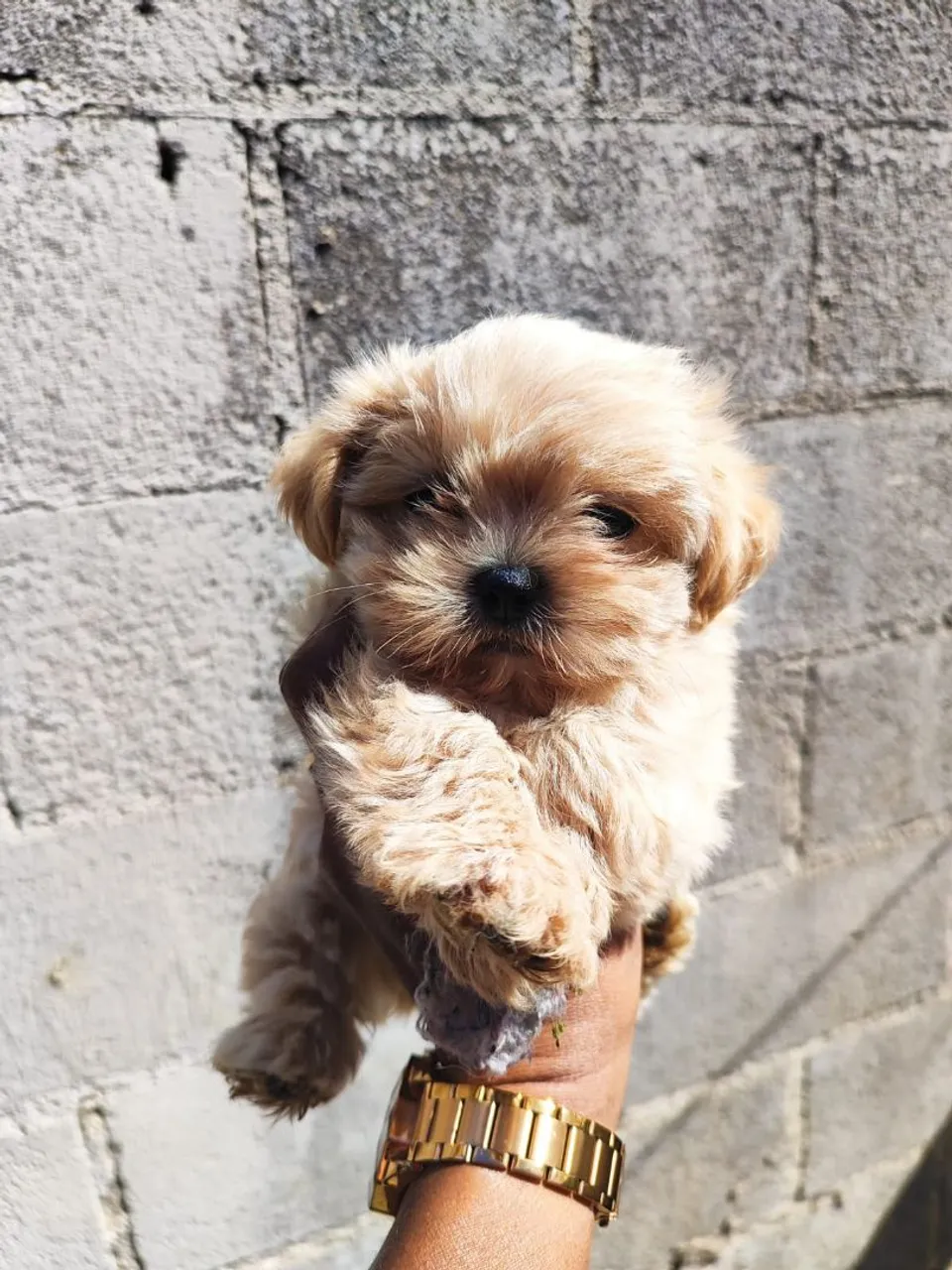 Filhote Shih Tzu com Lhasa