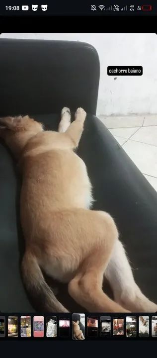 Cachorro caramelo filhote adoção - Foto 2