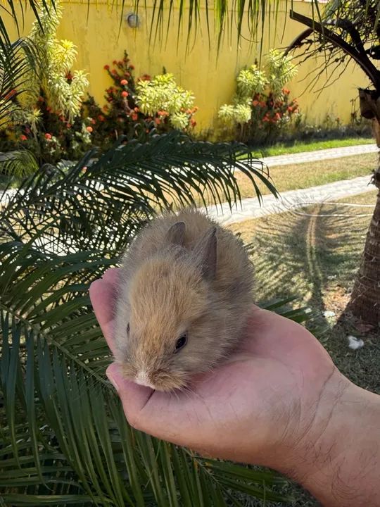 Filhotes de Mini lion a venda.  - Foto 2