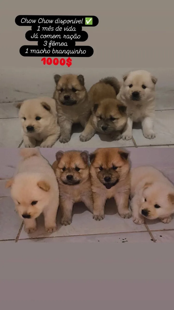 Chow Chow Filhotes Disponíveis - 1 Mês de Vida