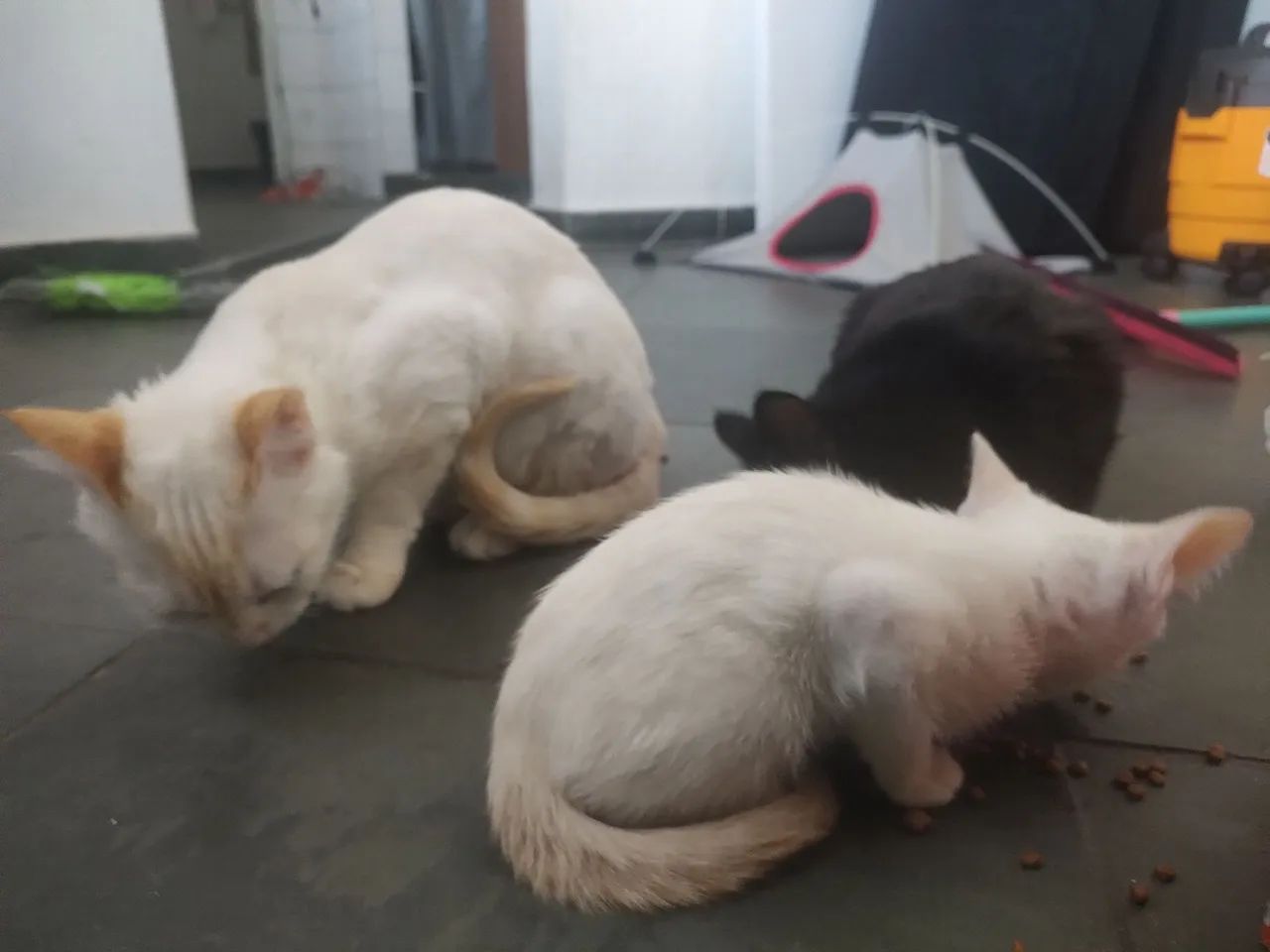 Gatinho branco macho de olho azul - Foto 3