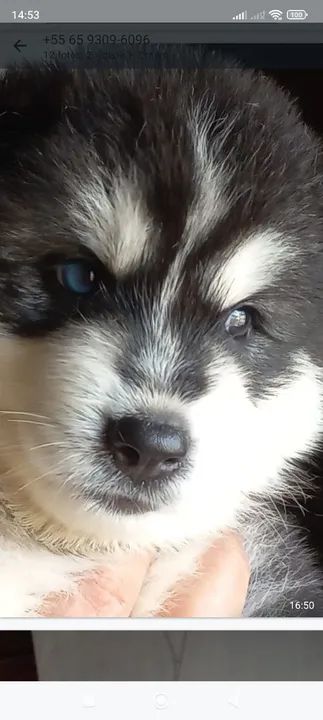 Filhote Husky Siberiano