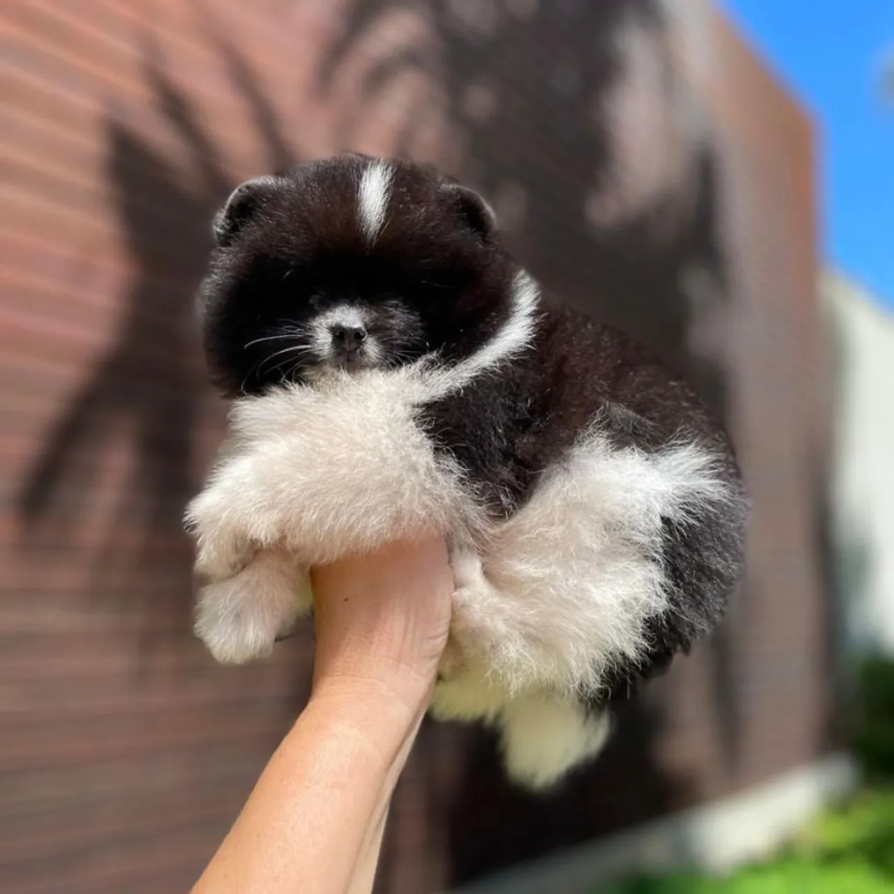 Ursinho Panda Anão Lulu da Pomerânia