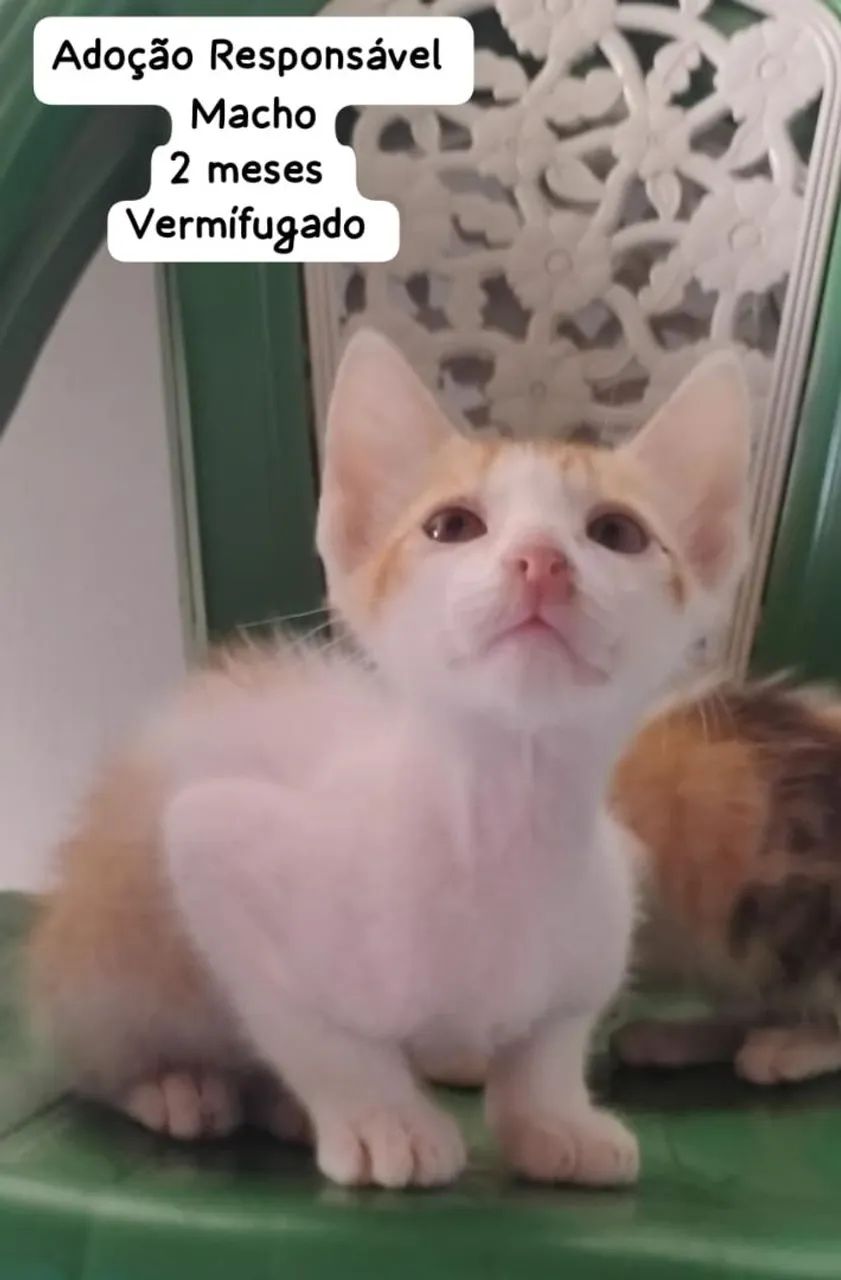 Gatinhos para adoção Responsável  - Foto 3