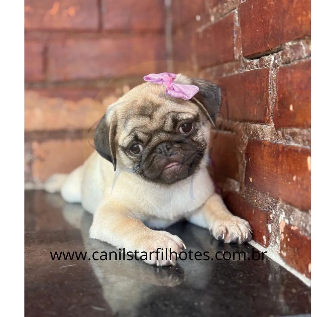   filhotinhos lindos de (Pug Macho e Fêmea Porte Pequeno) Pedigree Garantia e Vacina 