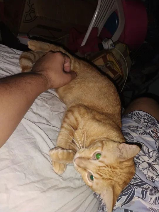 Dois gatos de 8 meses para adoção 