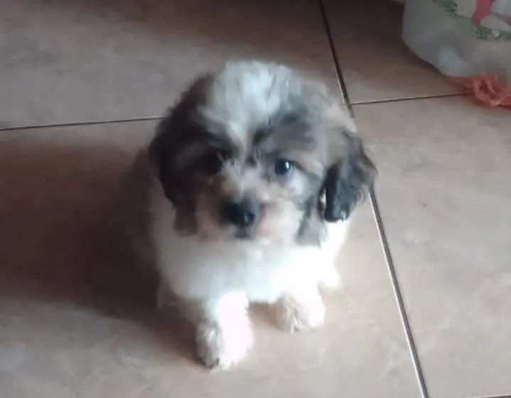 Filhote Shih Tzu/poodle